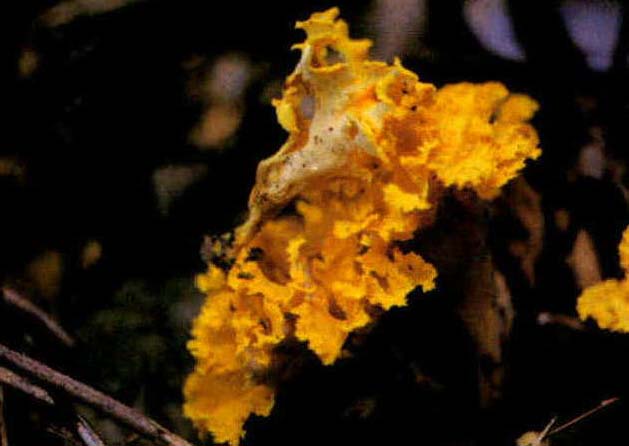 Cantharellus luteocomus Biglow